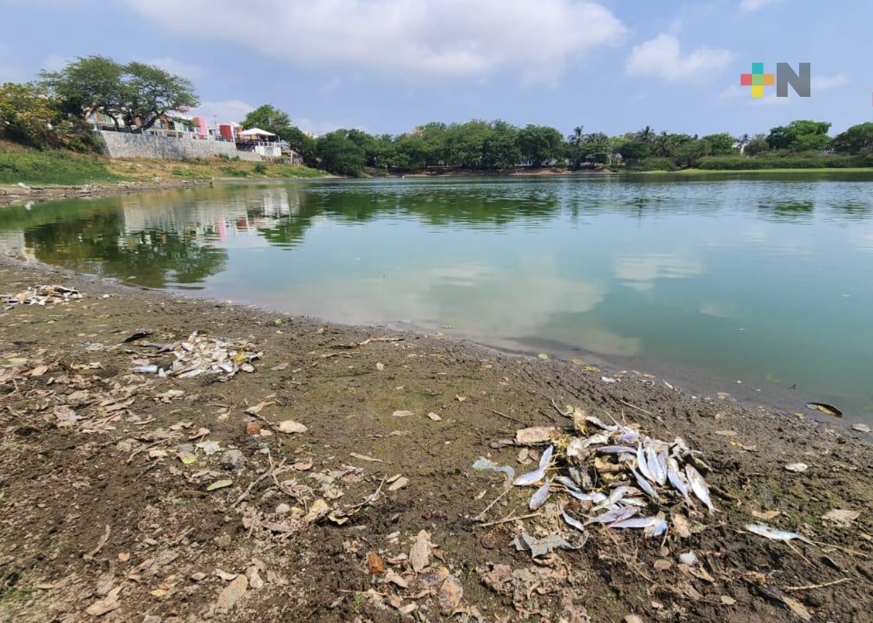 Van 10 lagunas secas en municipio de Veracruz por estiaje: PMA
